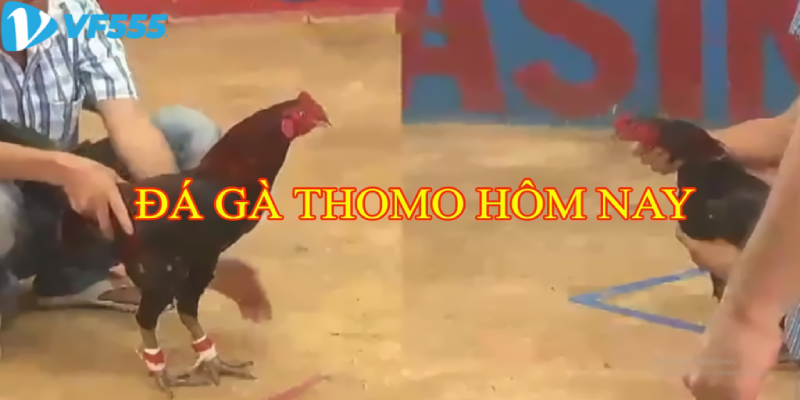 Tìm hiểu đá gà Thomo VF555 hôm nay là gì?